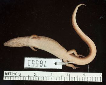 Media type: image;   Herpetology R-76551